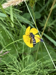 Temnostoma bombylans