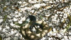 Malpolon monspessulanus