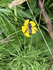 Temnostoma bombylans