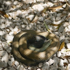 Malpolon monspessulanus