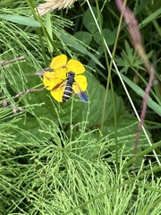 Temnostoma bombylans