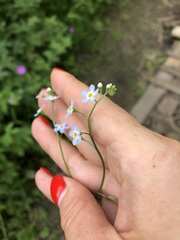 Myosotis scorpioides