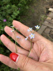 Myosotis scorpioides