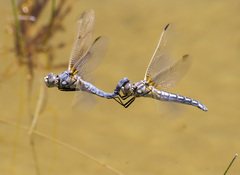 Libellula composita