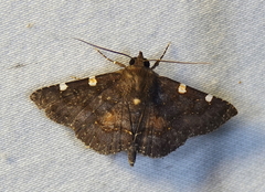 Antiblemma concinnula