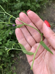 Myosotis scorpioides