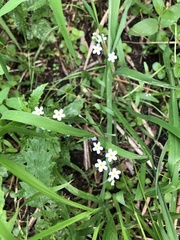 Myosotis scorpioides
