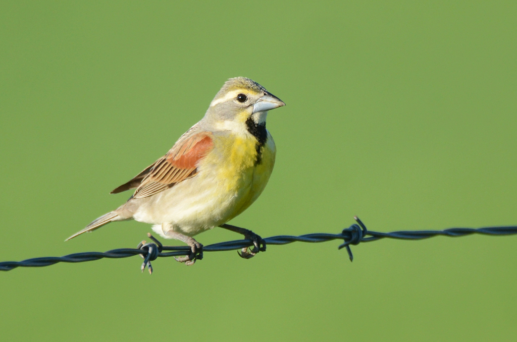 Dickcissels