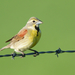 Dickcissels - Photo (c) Asher Warkentin, some rights reserved (CC BY-NC), uploaded by Asher Warkentin