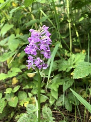 Dactylorhiza majalis baltica