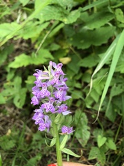 Dactylorhiza majalis baltica