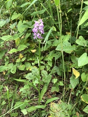 Dactylorhiza majalis baltica