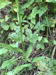 Dactylorhiza majalis baltica
