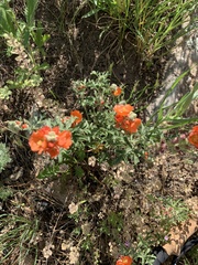 Sphaeralcea coccinea coccinea