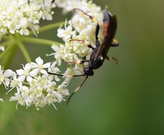 Ichneumon suspiciosus