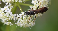 Ichneumon suspiciosus