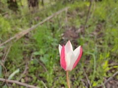 Tulipa clusiana