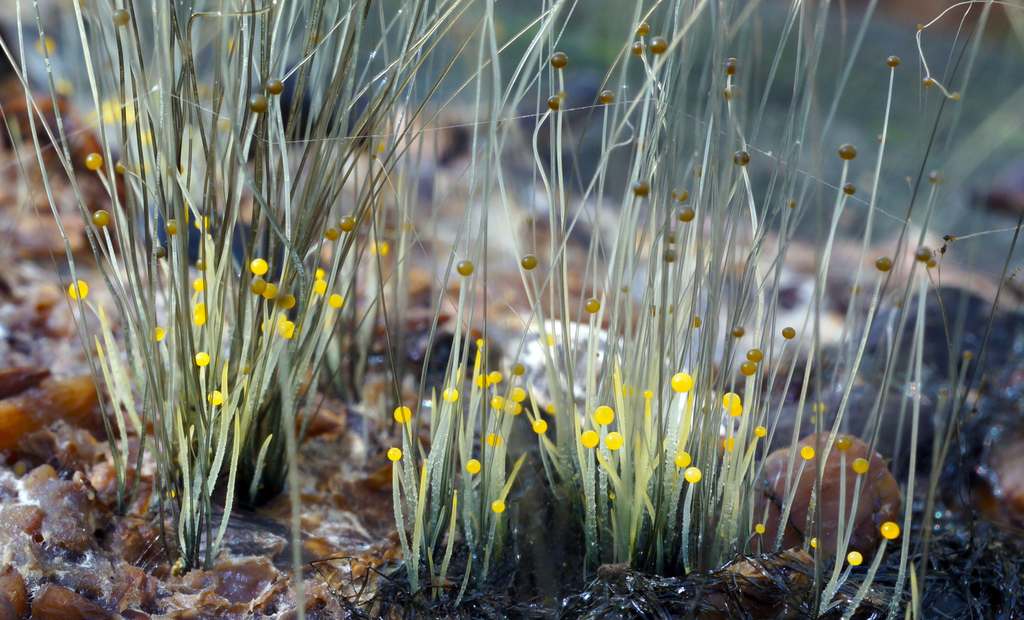 Phycomyces