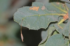 Andricus pedicellatus