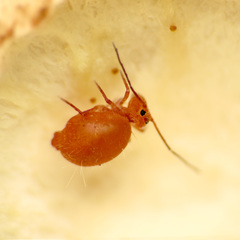 Ptenothrix unicolor