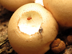 Ptenothrix unicolor