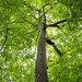 Lindens, Basswoods, and Lime Trees - Photo (c) Erik Danielsen, some rights reserved (CC BY-NC), uploaded by Erik Danielsen