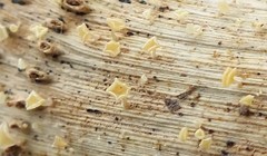 Crocicreas cyathoideum