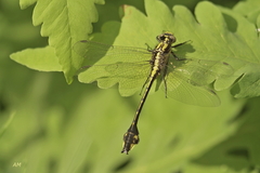 Gomphurus ventricosus