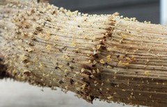 Crocicreas cyathoideum