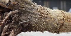 Crocicreas cyathoideum