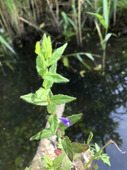 Scutellaria galericulata