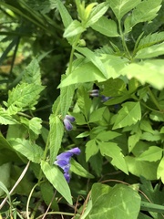 Scutellaria galericulata