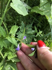 Scutellaria galericulata