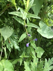 Scutellaria galericulata