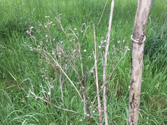 Crocicreas cyathoideum