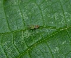 Trioza urticae