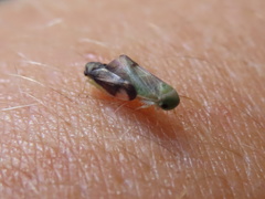 Pediopsoides distinctus