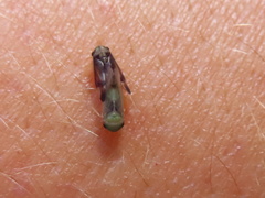 Pediopsoides distinctus