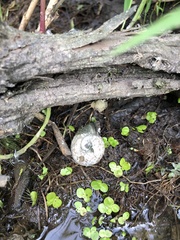 Planorbarius corneus