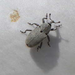 Trichobaris compacta