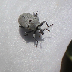 Trichobaris compacta