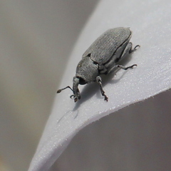 Trichobaris compacta