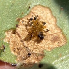 Trichobaris compacta