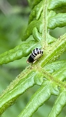 Ditropis pteridis