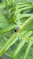 Ditropis pteridis