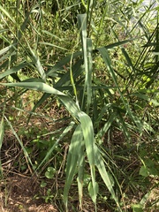 Phragmites australis