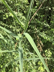 Phragmites australis