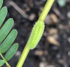 Satyrium calanus