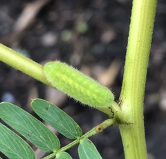 Satyrium calanus