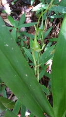 Aeranthes